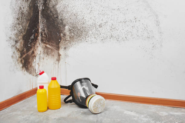 Best Mold Remediation for Schools in Syracuse, IN