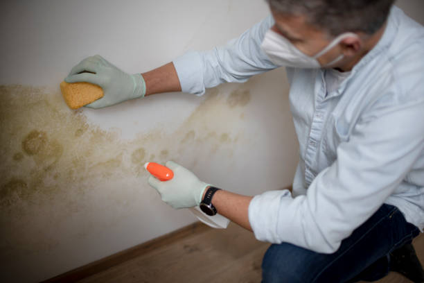 Best Basement Mold Remediation in Syracuse, IN