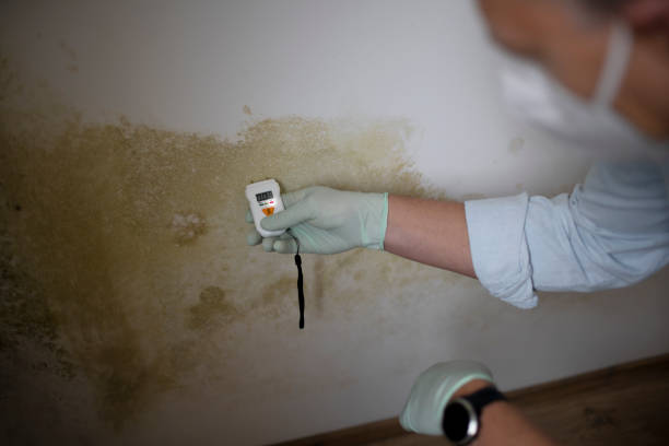 Best Mold Remediation for Schools in Syracuse, IN