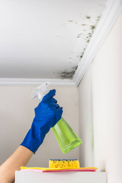 Best HVAC Mold Remediation in Syracuse, IN